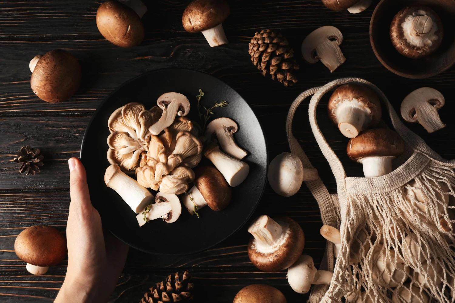 Organic mushroom extracts to boost mental clarity
